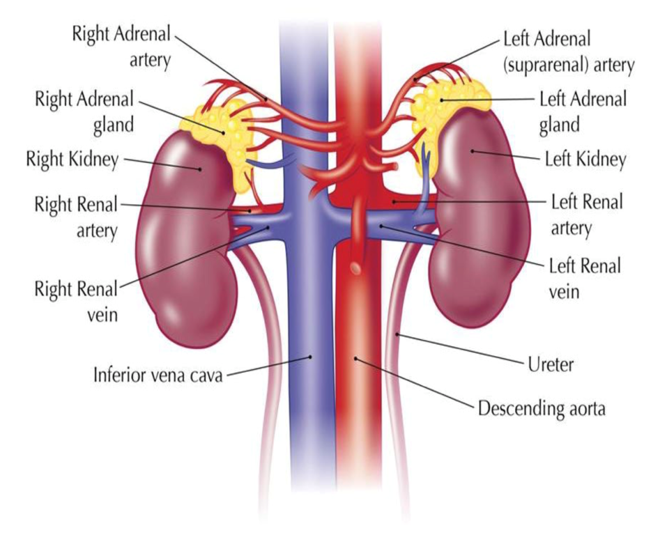 where is the adrenal gland located in the human body