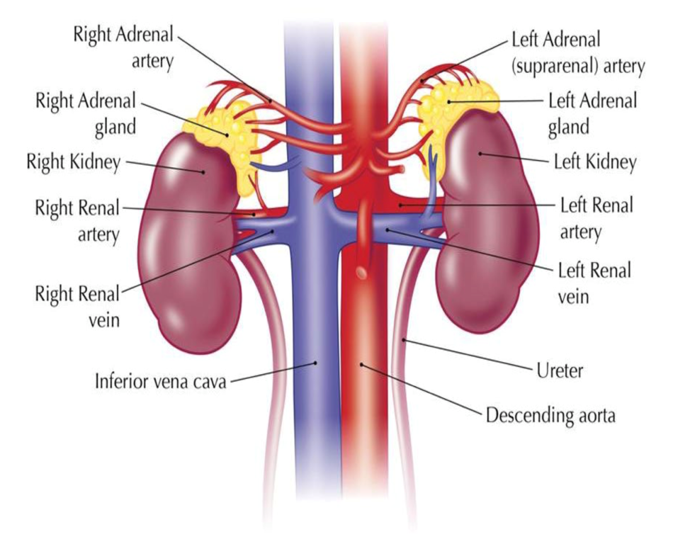 adrenal gland